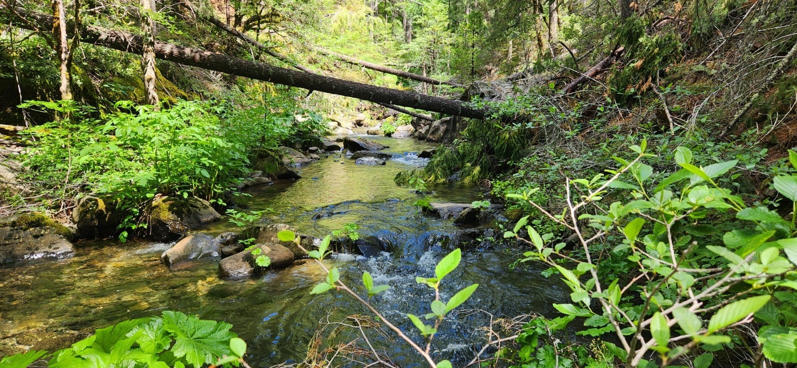 PRICE DROP!! "BACK 40" CA#106808428 40ac UNPATENTED PLACER CLAIM SIERRA CO.